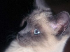Gatti (346)